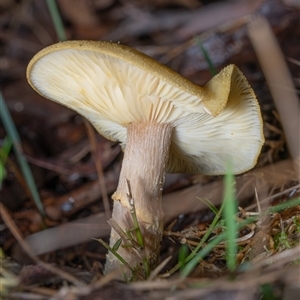 Unverified Cap on a stem; gills below cap [mushrooms or mushroom-like] at Kambah, ACT - 25 May 2025 by Cristy1676
