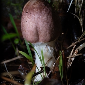 Unverified Cap on a stem; gills below cap [mushrooms or mushroom-like] at Kambah, ACT - 25 May 2025 by Cristy1676