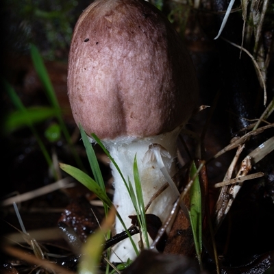 Unverified Cap on a stem; gills below cap [mushrooms or mushroom-like] at Kambah, ACT - 25 May 2025 by Cristy1676