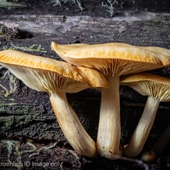 zz agaric (stem; gills not white/cream) at Kambah, ACT - 25 May 2025 by Cristy1676