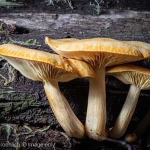 Unverified Cap on a stem; gills below cap [mushrooms or mushroom-like] at Kambah, ACT - 25 May 2025 by Cristy1676