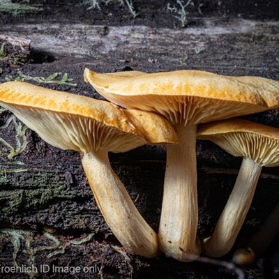 zz agaric (stem; gills not white/cream) at Kambah, ACT - 25 May 2025 by Cristy1676