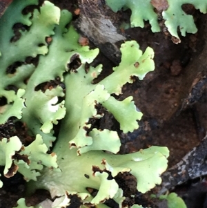 Unverified Lichen at Crowther, NSW - Yesterday by Frecko