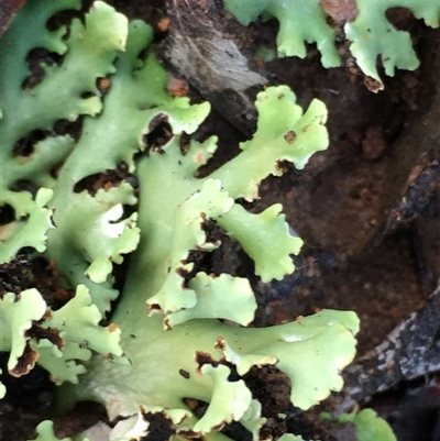 Unverified Lichen at Crowther, NSW - 27 May 2025 by Frecko