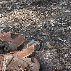 Climacteris picumnus picumnus (Brown Treecreeper) at Crowther, NSW - 26 May 2025 by Frecko