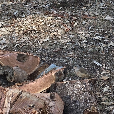 Climacteris picumnus picumnus (Brown Treecreeper) at Crowther, NSW - 26 May 2025 by Frecko