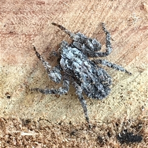 Unverified Spider at Crowther, NSW - 26 May 2025 by Frecko