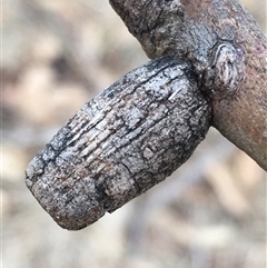 Apiomorpha sp. (genus) (A gall forming scale) at Crowther, NSW - 25 May 2025 by Frecko