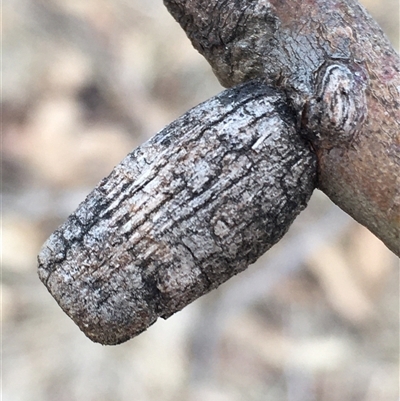 Apiomorpha sp. (genus) (A gall forming scale) at Crowther, NSW - 25 May 2025 by Frecko
