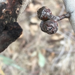 Eucalyptus blakelyi at Crowther, NSW - 25 May 2025 by Frecko