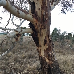 Eucalyptus blakelyi at Crowther, NSW - 25 May 2025 03:33 PM