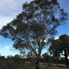 Eucalyptus blakelyi at Crowther, NSW - 25 May 2025 03:33 PM