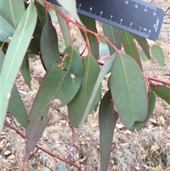 Eucalyptus blakelyi at Crowther, NSW - 25 May 2025 03:33 PM