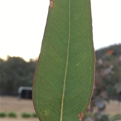 Eucalyptus blakelyi at Crowther, NSW - 25 May 2025 03:33 PM