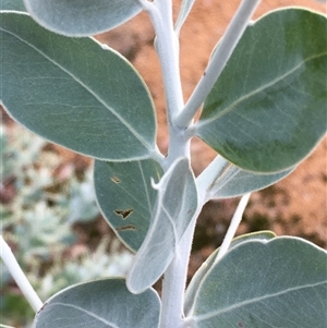 Acacia cultriformis at Crowther, NSW - 25 May 2025 by Frecko