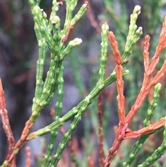 Callitris endlicheri at Crowther, NSW - 25 May 2025 03:13 PM