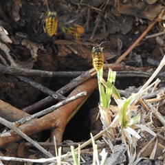 Vespula germanica (German Yellowjacket Wasp (also known as European Wasp)) at Kambah, ACT - Today by HelenCross