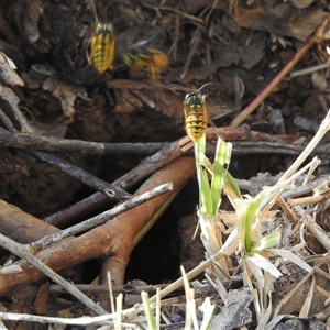 Vespula germanica at Kambah, ACT - Today by HelenCross