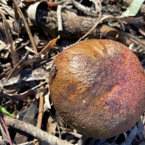 Unverified Bolete - Fleshy texture, stem central (more-or-less) at Broke, NSW - Today by RoyP