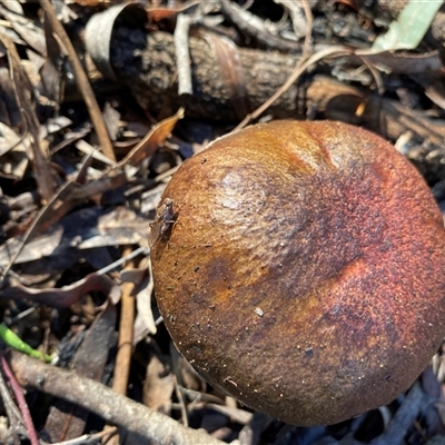 Unverified Bolete - Fleshy texture, stem central (more-or-less) at Broke, NSW - Today by RoyP