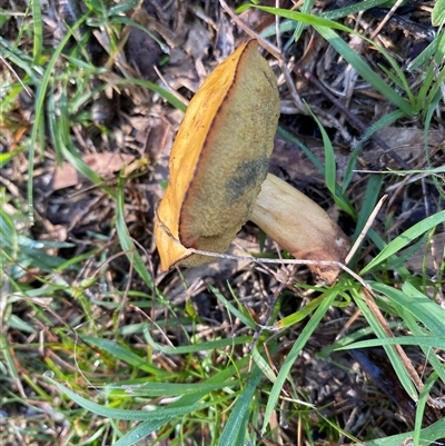 Unverified Bolete - Fleshy texture, stem central (more-or-less) at Broke, NSW - Today by RoyP