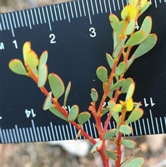 Acacia buxifolia subsp. buxifolia (Box-leaf Wattle) at Crowther, NSW - 25 May 2025 by Frecko