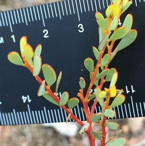 Acacia buxifolia subsp. buxifolia at Crowther, NSW - 25 May 2025 by Frecko