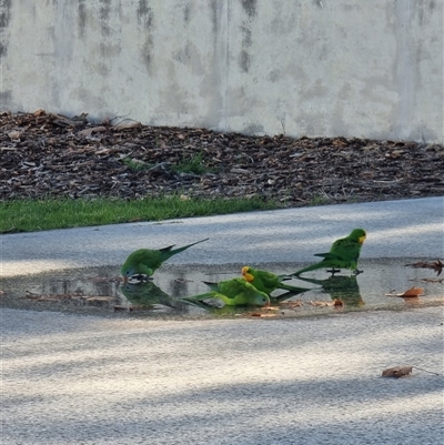 Polytelis swainsonii (Superb Parrot) at Parkes, ACT - 28 May 2025 by smimaree