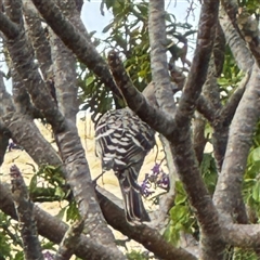 Chlamydera nuchalis (Great Bowerbird) at Annandale, QLD - 28 May 2025 by Hejor1