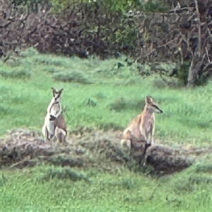 Macropus agilis at Annandale, QLD - Today by Hejor1