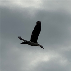 Microcarbo melanoleucos at Annandale, QLD - 28 May 2025 08:20 AM