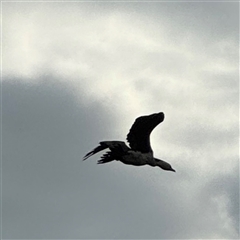 Microcarbo melanoleucos at Annandale, QLD - 28 May 2025 08:20 AM