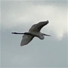 Ardea alba at Annandale, QLD - Today by Hejor1