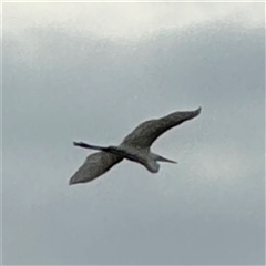 Ardea alba at Annandale, QLD - 28 May 2025 08:19 AM