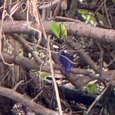 Ceyx azureus at Annandale, QLD - 28 May 2025 by Hejor1