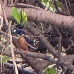 Ceyx azureus at Annandale, QLD - 28 May 2025 08:17 AM