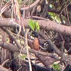 Ceyx azureus at Annandale, QLD - 28 May 2025 08:17 AM