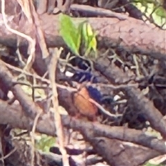 Ceyx azureus at Annandale, QLD - 28 May 2025 08:17 AM