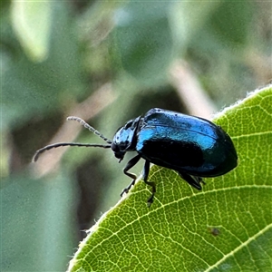 Galerucini sp. (tribe) at Annandale, QLD - Today by Hejor1