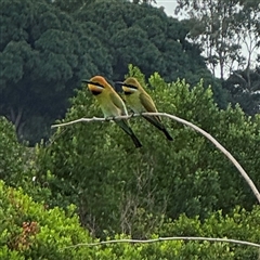 Merops ornatus at Annandale, QLD - 28 May 2025 by Hejor1