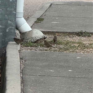 Passer domesticus at Annandale, QLD - 28 May 2025 07:40 AM