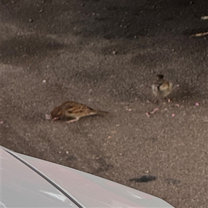 Passer domesticus at Annandale, QLD - 28 May 2025 07:40 AM