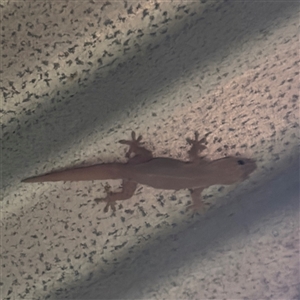 Hemidactylus frenatus at Townsville City, QLD - Yesterday by Hejor1