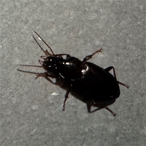 Blattidae sp. (family) at Townsville City, QLD - Yesterday by Hejor1