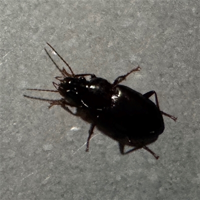 Blattidae sp. (family) at Townsville City, QLD - 27 May 2025 by Hejor1