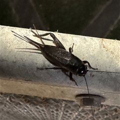 Teleogryllus sp. (genus) (A Cricket) at Townsville City, QLD - 27 May 2025 by Hejor1