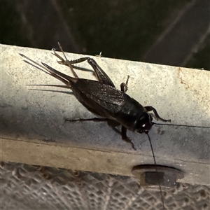 Gryllacrididae (family) at Townsville City, QLD - Yesterday by Hejor1
