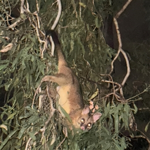 Trichosurus vulpecula at Townsville City, QLD - Yesterday by Hejor1