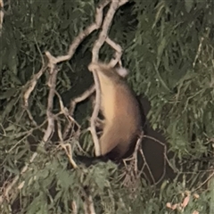 Trichosurus vulpecula at Townsville City, QLD - 27 May 2025 08:57 PM