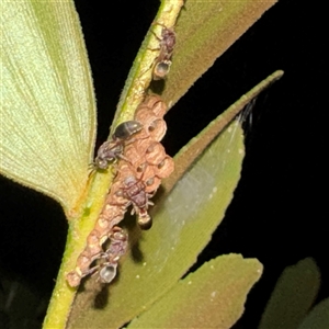 Polistes sp. (genus) at Townsville City, QLD - Yesterday by Hejor1